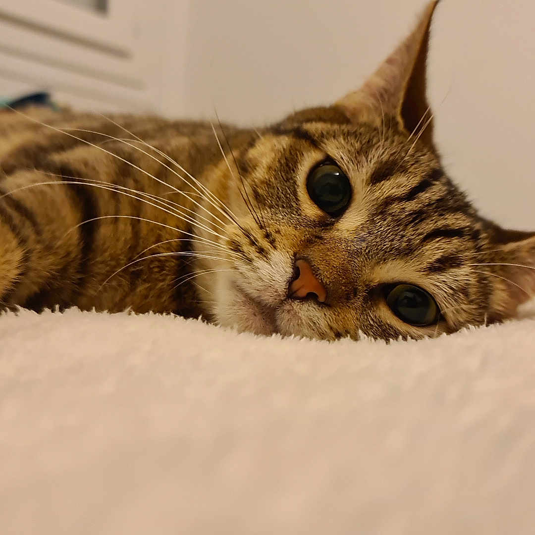 Simba participe au concours pour gagner de l'argent avec cette photo : abyssinian, animal, cat, computerhardware, couch, electronics, furniture, hardware, hardwood, kitten, manx, monitor, ocelot, pet, screen, wood