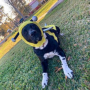 Porkchop is registered to the contest to win money with this photo: animal, bee_costume, black_and_white_dog, building, costume, cute, daytime, dog, fence, funny, grass, lawn, nature, outdoor, pet, playful, sitting, sunlight, tree, yard