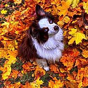 Penny is registered to the contest to win money with this photo: dog, blue_eyes, fluffy, autumn_leaves, fall, orange_leaves, yellow_leaves, brown_leaves, grass, outdoor, nature, cute, pet, canine, leaf_litter, seasonal, portrait, animal, fur, sitting