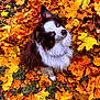 dog, blue_eyes, fluffy, autumn_leaves, fall, orange_leaves, yellow_leaves, brown_leaves, grass, outdoor, nature, cute, pet, canine, leaf_litter, seasonal, portrait, animal, fur, sitting