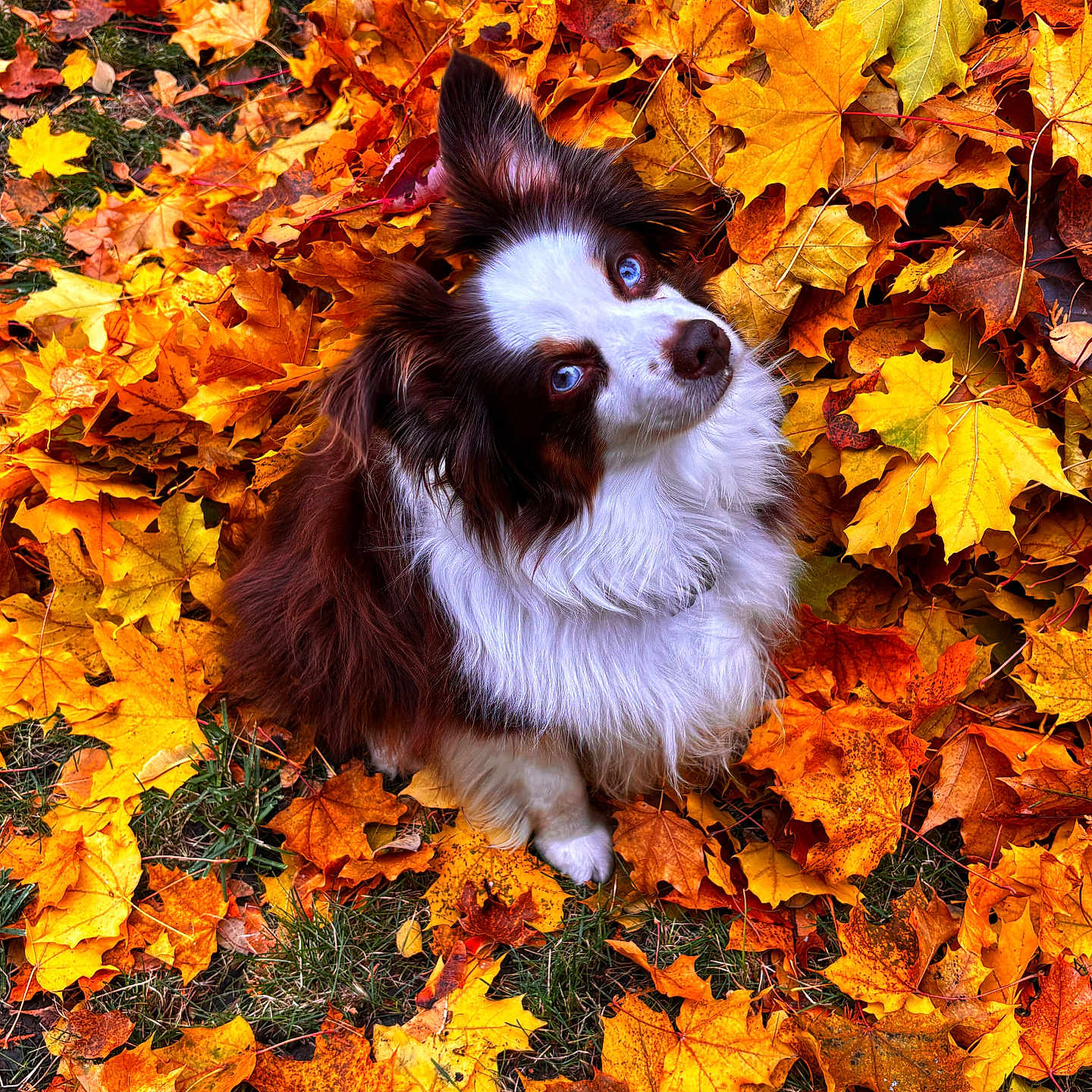 Penny is registered to the contest to win money with this photo: animal, autumn_leaves, blue_eyes, brown_leaves, canine, cute, dog, fall, fluffy, fur, grass, leaf_litter, nature, orange_leaves, outdoor, pet, portrait, seasonal, sitting, yellow_leaves