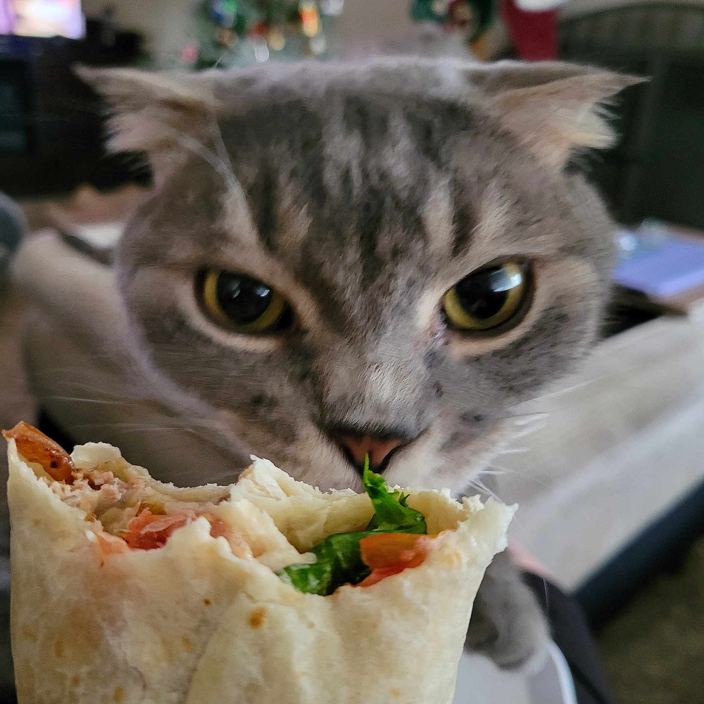 Leo is registered to the contest to win money with this photo: animal, boy, bread, burrito, cat, child, couch, dish, food, furniture, kitten, lunch, male, manx, meal, pancake, person, pet, pita, sandwichwrap