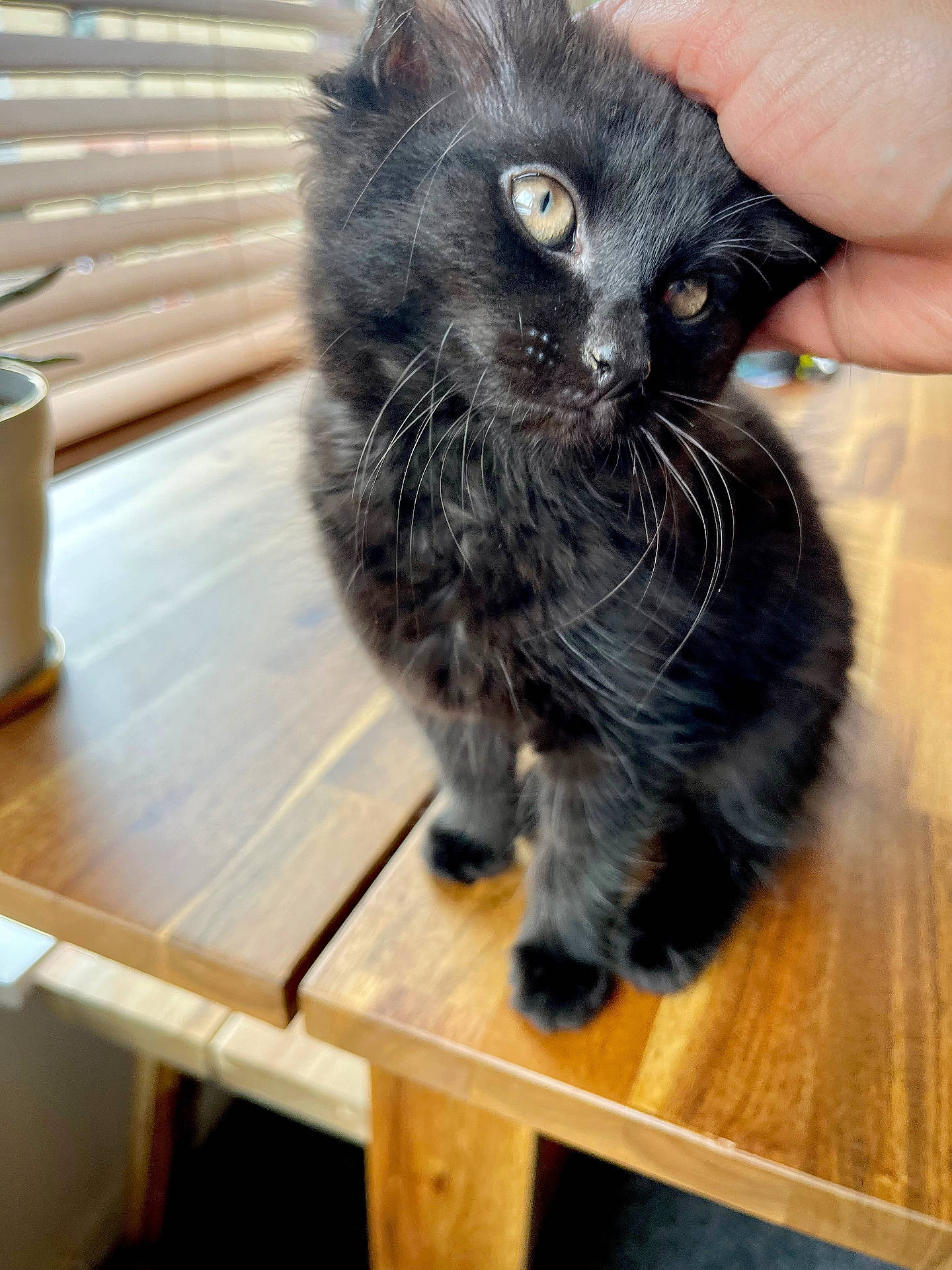 Luna joined the competition — help win amazing prizes! animal, bodypart, cat, cup, drawer, finger, furniture, hand, hardwood, indoors, interiordesign, kitten, manx, person, pet, plywood, shelf, stainedwood, table, wood