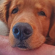 Enzo is registered to the contest to win money with this photo: animal, arm, canine, close_up, companion, cute, dog, domestic_animal, face, friendship, fur, golden_retriever, indoor, looking, muzzle, nose, pet, portrait, resting, whiskers