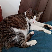 Grace is registered to the contest to win money with this photo: cat, tabby, pet, feline, animal, indoor, cushion, resting, alert, fur, whiskers, paw, ears, closeup, domestic_cat, cute, relaxed, mammal, household, companion