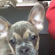 Radar is registered to the contest to win money with this photo: boston_terrier, bulldog, canidae, carnivore, companion_dog, dog, dog_breed, ear, fawn, french_bulldog, mammal, non_sporting_group, nose, puppy, puppy_love, snout, toy_bulldog, vertebrate