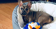 Radar is registered to the contest to win money with this photo: bulldog, canidae, carnivore, chihuahua, comfort, companion_dog, dog, dog_bed, dog_breed, fawn, french_bulldog, mammal, non_sporting_group, puppy, snout, toy_bulldog, toy_dog, vertebrate