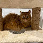 Joy a rejoint le concours — aidez-le/la à gagner de superbes lots ! cat, ginger_cat, fluffy, pet, cat_tree, scratching_post, indoor, fur, whiskers, ears, eyes, staring, cozy, plush, platform, sisal_rope, vertical_post, resting, portrait, home
