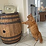 cat, orange_cat, ginger_cat, goldfish, fish_bowl, wooden_barrel, tile_floor, indoor, shelving_unit, wicker_basket, cat_tree, curious, standing, pet, furniture, home_interior, fluffy, paws, tail, cozy