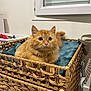 cat, orange_cat, ginger_cat, pet, basket, woven_basket, blanket, whiskers, ears, big_eyes, furry, indoor, window, cozy, home, portrait, looking_up, curious, furniture, domestic_animal
