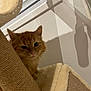 cat, ginger_cat, feline, pet, cat_tree, scratching_post, sisal_rope, plush, indoor, wall, shadow, window, blinds, curious, portrait, close_up, whiskers, ears, paws, cozy
