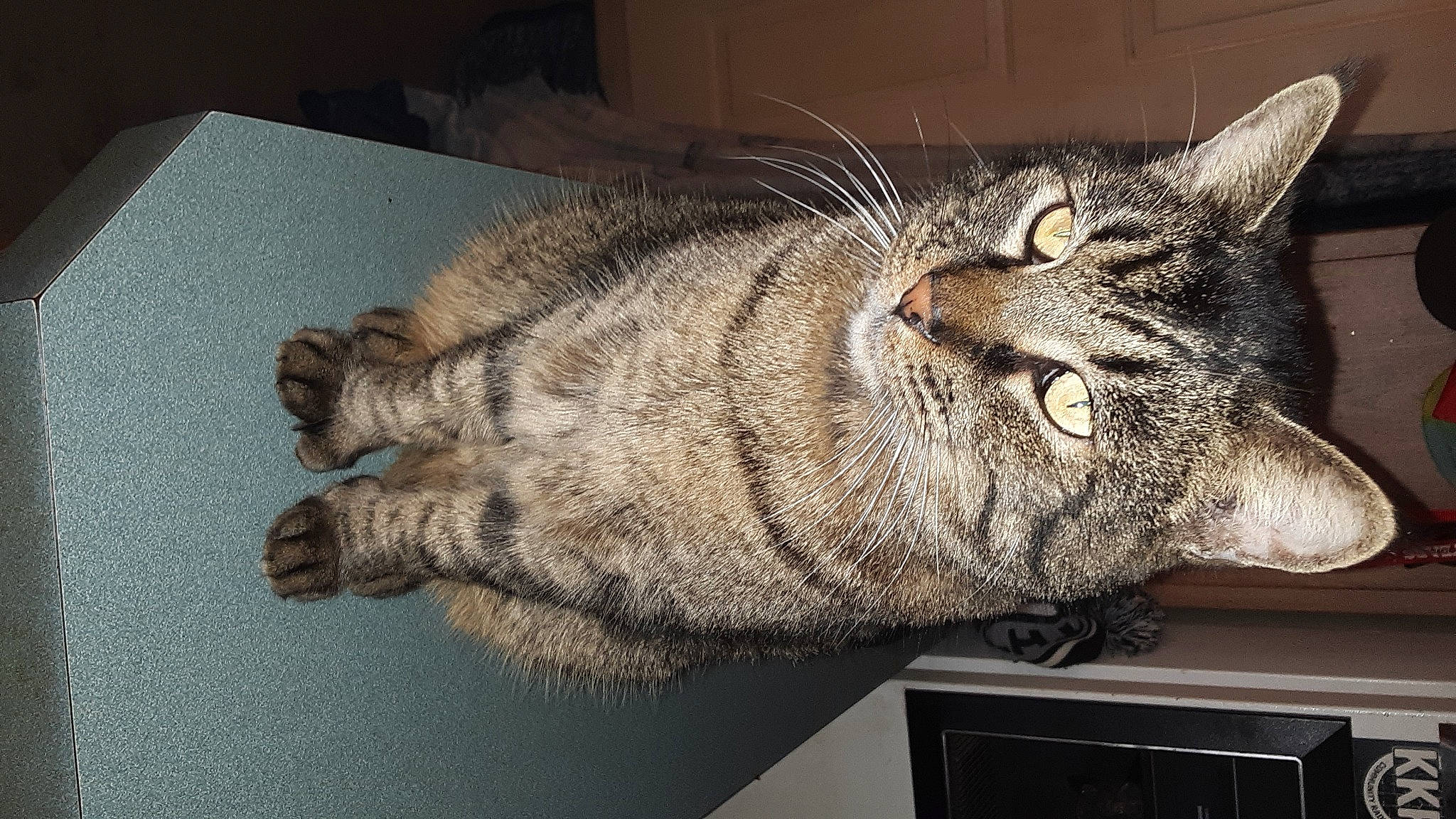 Oliver joined the competition — help win amazing prizes! analog_television, bobcat, carnivore, cat, claw, domestic_short_haired_cat, felidae, fur, grey, kitchen_appliance, paw, small_to_medium_sized_cats, snout, tail, terrestrial_animal, whiskers