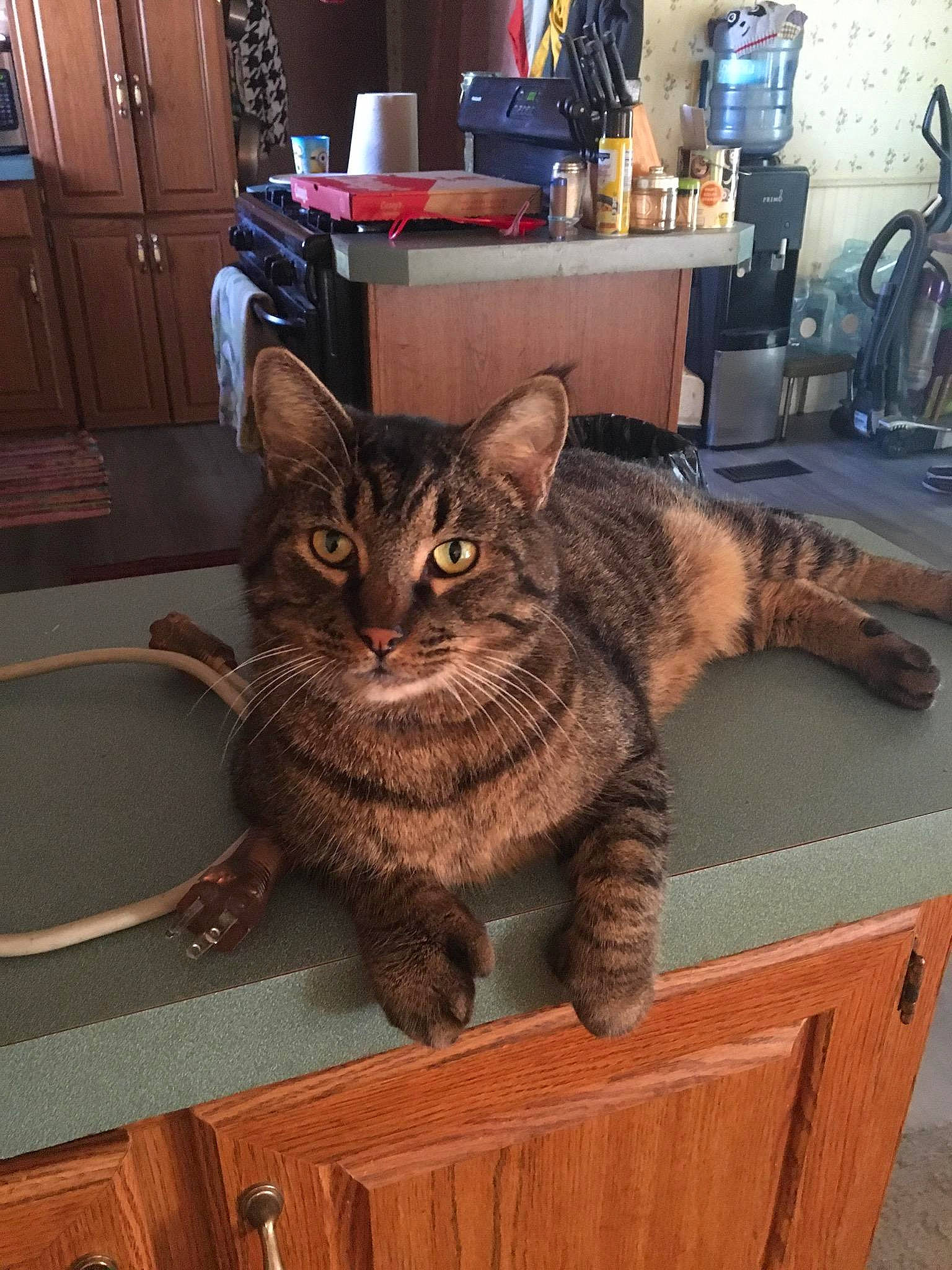 Oliver joined the competition — help win amazing prizes! cabinetry, carnivore, cat, chest_of_drawers, comfort, domestic_short_haired_cat, door, drawer, felidae, flooring, fur, hardwood, room, small_to_medium_sized_cats, snout, table, tail, whiskers, window, wood