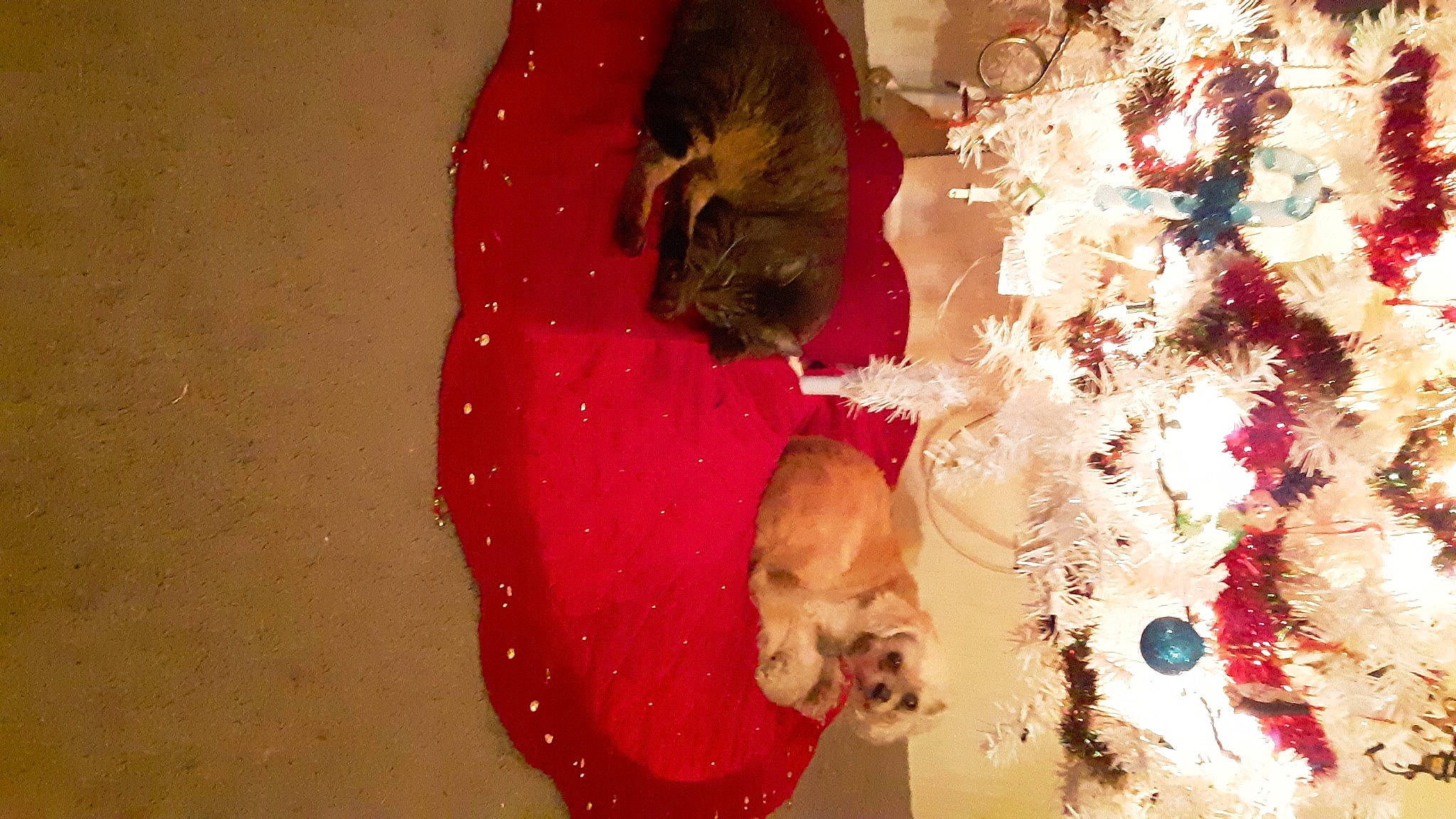 Oliver is registered to the contest to win money with this photo: art, canidae, carnivore, companion_dog, dog, dog_breed, event, fawn, felidae, flooring, fur, liver, magenta, pink, small_to_medium_sized_cats, snout, sporting_group, tail, visual_arts, working_animal