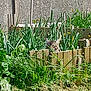 animal, backyard, cat, garden, gardening, grass, herbal, herbs, jar, lawn, nature, outdoors, pet, picketfence, plant, planter, pottedplant, pottery, vase, yard