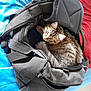 accessories, animal, backpack, bag, baggage, briefcase, canine, cat, handbag, hardwood, kitten, manx, pet, purse, suitcase, totebag, wood