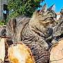 cat, tabby, animal, pet, outdoor, logs, wood, nature, sunlight, greenery, tree, fur, whiskers, ears, mammal, daylight, blue_sky, resting, closeup, texture