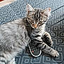 animal, cat, clothing, coffeetable, couch, electronics, footwear, furniture, hardwood, homedecor, indoors, kitten, manx, pet, phone, plywood, remotecontrol, shoe, table, wood