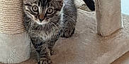 Aïto participe au concours pour gagner de l'argent avec cette photo : abyssinian, animal, armchair, blanket, cat, chair, cushion, egyptiancat, furniture, homedecor, kitten, manx, pet