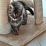 abyssinian, animal, armchair, blanket, cat, chair, cushion, egyptiancat, furniture, homedecor, kitten, manx, pet