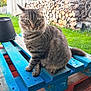 cat, tabby, animal, pet, outdoor, wood_pile, wooden_pallet, green_grass, nature, feline, fur, sitting, closeup, daylight, backyard, domestic_cat, whiskers, ears, tail, resting