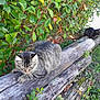 cat, tabby_cat, black_cat, wood, logs, garden, greenery, leaves, plants, outdoor, nature, animal, pet, feline, relaxed, resting, daylight, grass, bush, rustic