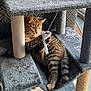 Taïna participe au concours pour gagner de l'argent avec cette photo : cat, tabby_cat, cat_tree, toy_mouse, plush, feline, pet, indoor, playing, curious, relaxed, animal, paw, whiskers, striped, cushion, home, cozy, fur, claws
