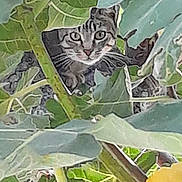 Taïna participe au concours pour gagner de l'argent avec cette photo : cat, tabby, animal, pet, leaf, greenery, plant, nature, outdoor, foliage, curious, eyes, whiskers, camouflage, wildlife, closeup, stare, mammal, hidden, branch