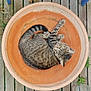 Taïna participe au concours pour gagner de l'argent avec cette photo : cat, tabby_cat, terracotta_pot, wooden_deck, green_plants, grass, outdoor, pet, animal, curled_up, relaxed, fur, whiskers, ears, tail, nature, daylight, closeup, garden, domestic_cat