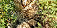 Taïna participe au concours pour gagner de l'argent avec cette photo : cat, tabby, animal, feline, outdoor, greenery, plants, sunlight, shadow, paw, fur, nature, relaxing, closeup, wildlife, tree, stone, leaf, resting, daylight