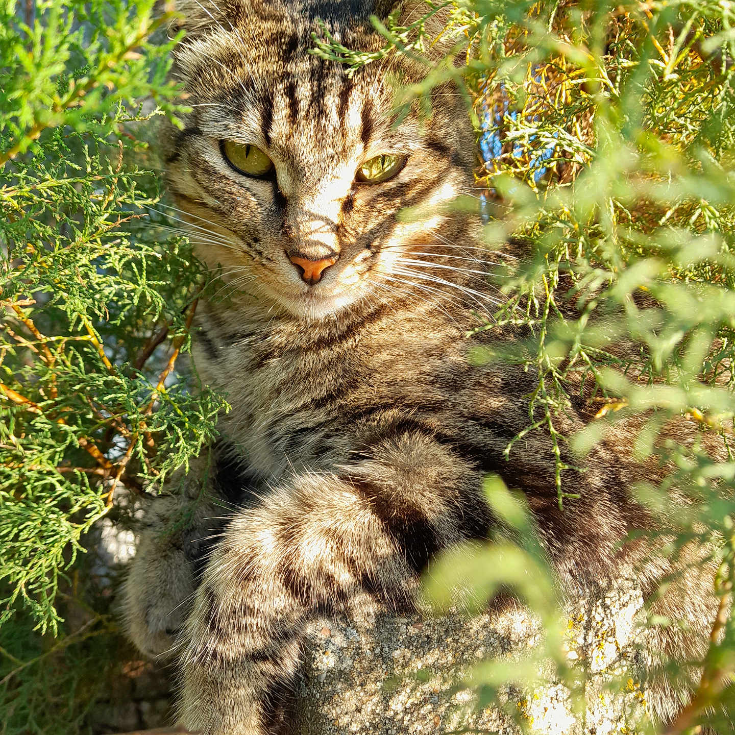 Taïna