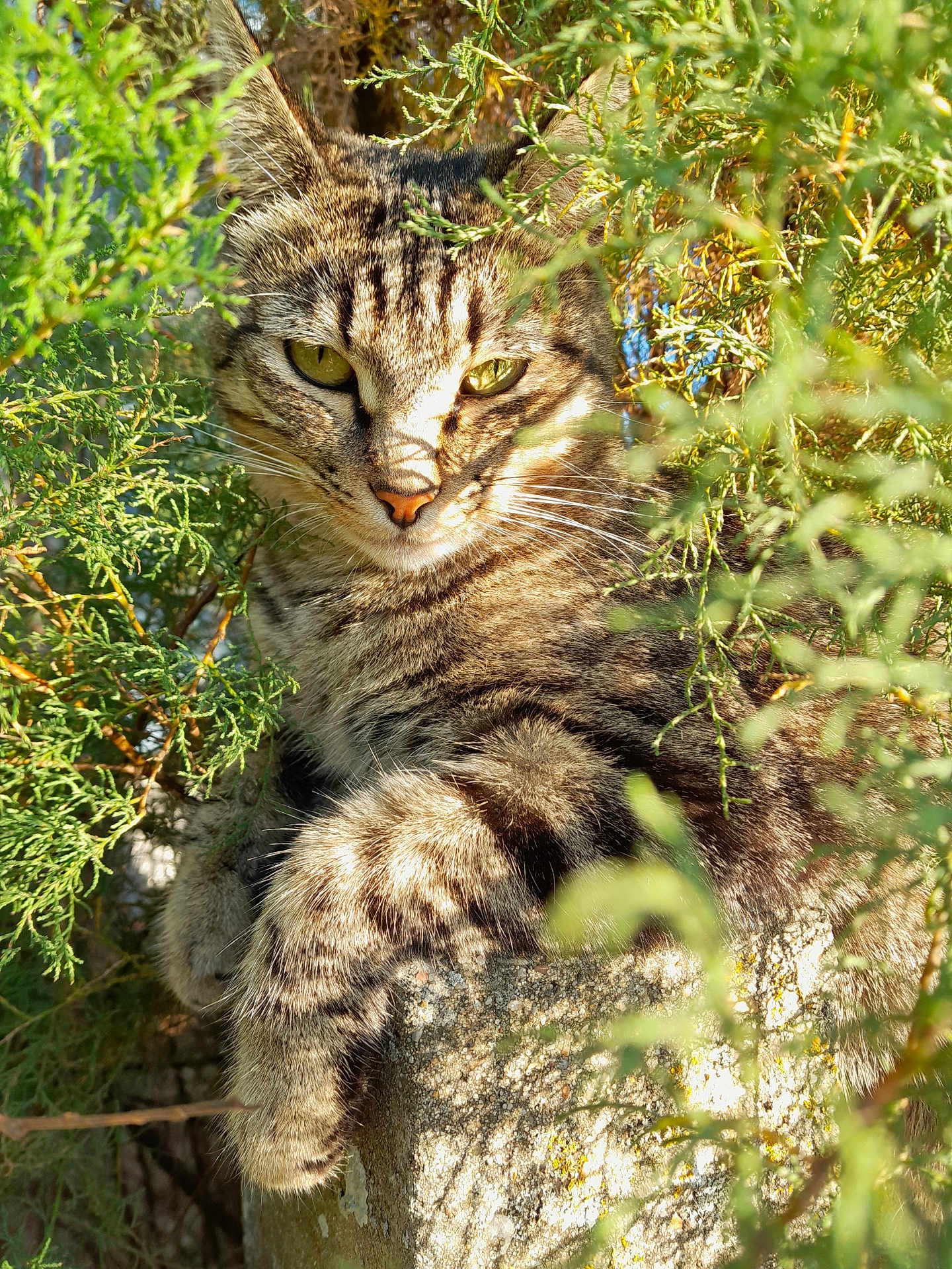 Taïna