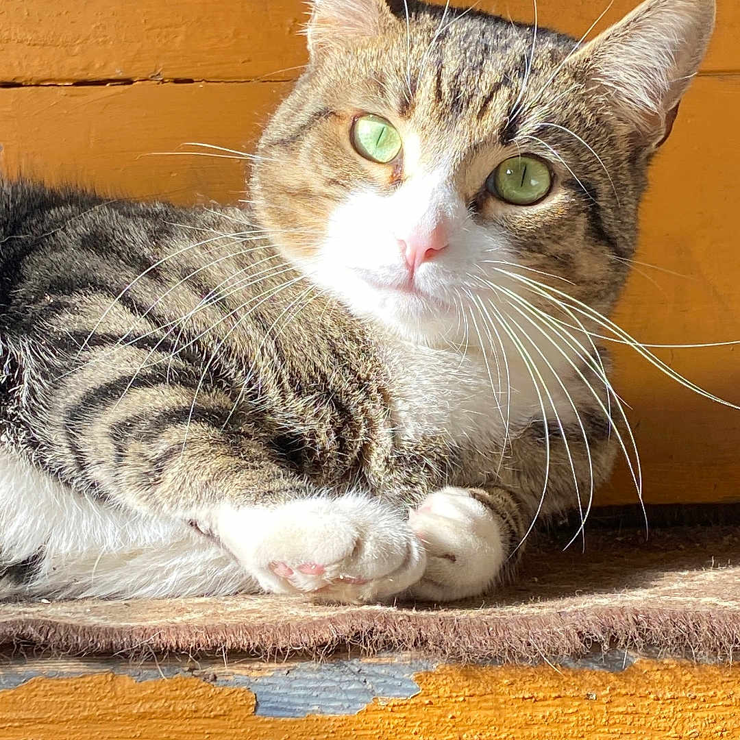 Piper