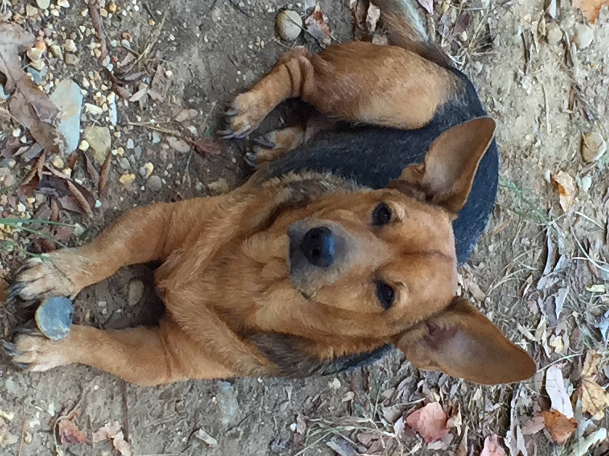 Bailey is registered to the contest to win money with this photo: big_cats, canidae, carnivore, companion_dog, dog, dog_breed, fawn, fur, grass, paw, plant, snout, sporting_group, street_dog, terrestrial_animal, whiskers, wildlife