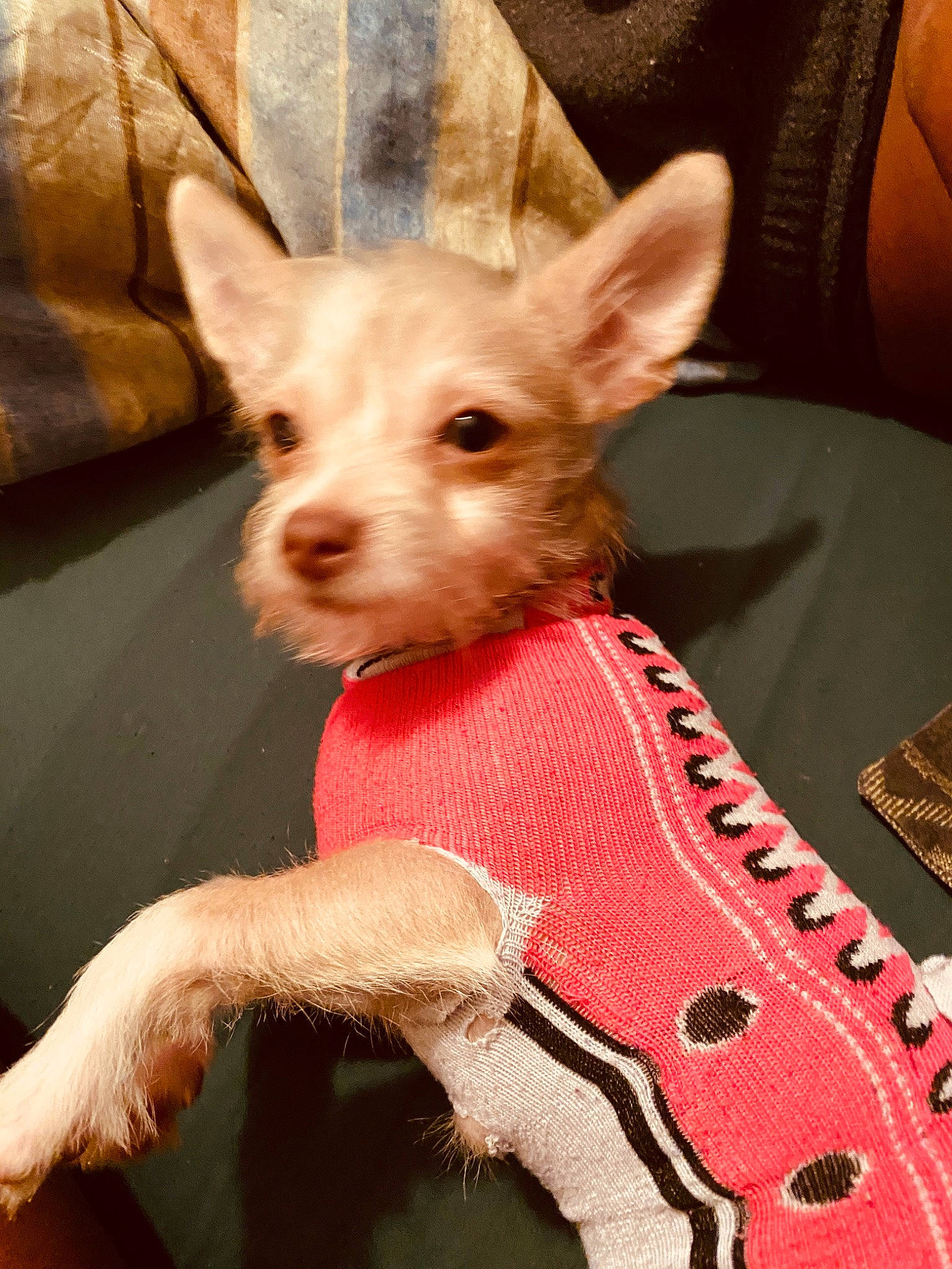 Princess Tierra is registered to the contest to win money with this photo: canidae, carnivore, chihuahua, companion_dog, dog, dog_breed, fawn, mammal, portuguese_podengo, puppy, toy_dog, vertebrate