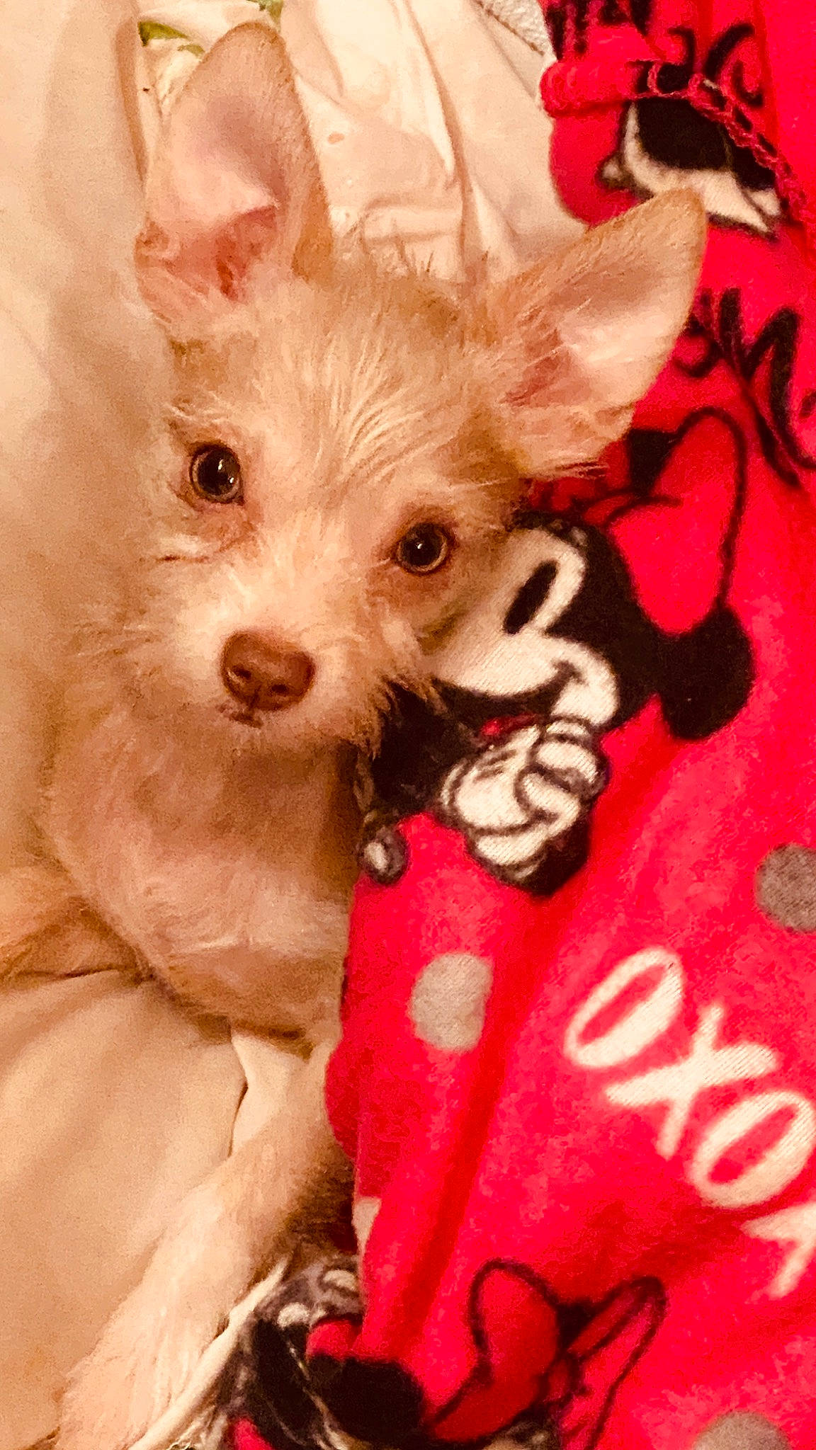 Princess Tierra joined the competition — help win amazing prizes! canidae, carnivore, companion_dog, dog, dog_breed, mammal, puppy, puppy_love, rare_breed_dog, schnoodle, small_terrier, snout, terrier, toy_dog, vertebrate