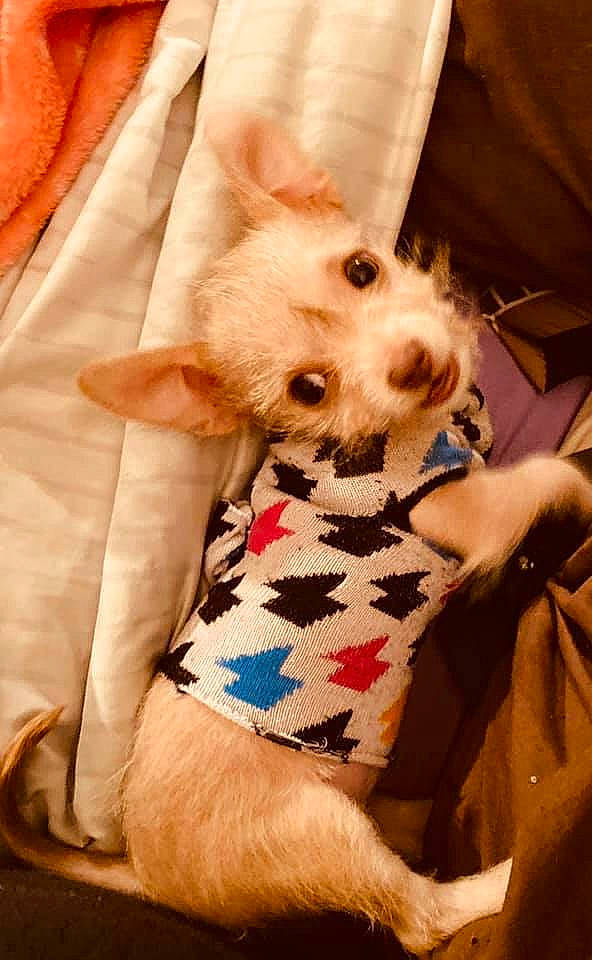 Princess Tierra is registered to the contest to win money with this photo: canidae, carnivore, companion_dog, dog, dog_breed, dog_clothes, ear, fawn, fur, mammal, non_sporting_group, puppy, puppy_love, skin, sporting_group