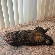 Chips joined the competition — help win amazing prizes! animal, carpet, cat, cozy, cute, feline, fluffy, fur, home, indoor, lazy, paw, pet, relaxed, resting, sleeping, sunlight, tabby, vertical_blinds, whiskers
