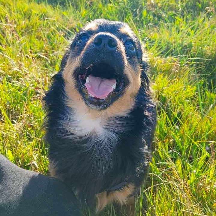 Ary participe au concours pour gagner de l'argent avec cette photo : dog, grass, outdoor, sunlight, happy, smiling, pet, nature, canine, field, fur, animal, daylight, tongue, muzzle, looking_up, playful, black_fur, tan_fur, sunny