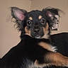 Ary participe au concours pour gagner de l'argent avec cette photo : dog, pet, black, tan, ears, fur, animal, indoor, curious, face, portrait, mammal, canine, looking, young, cute, companion, furry, expression, home