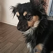 Ary participe au concours pour gagner de l'argent avec cette photo : dog, black, tan, fluffy, indoor, floor, wall, pet, ears, fur, animal, cute, young, looking, side_view, small_dog, domestic, companion, sitting, curious