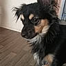 dog, black, tan, fluffy, indoor, floor, wall, pet, ears, fur, animal, cute, young, looking, side_view, small_dog, domestic, companion, sitting, curious