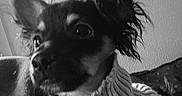 Ary participe au concours pour gagner de l'argent avec cette photo : dog, small_dog, sweater, knitwear, ears, pet, indoor, portrait, black_and_white, cozy, cute, animal, fur, looking_away, companion, closeup, home, curious, soft_lighting, texture