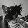 dog, small_dog, sweater, knitwear, ears, pet, indoor, portrait, black_and_white, cozy, cute, animal, fur, looking_away, companion, closeup, home, curious, soft_lighting, texture