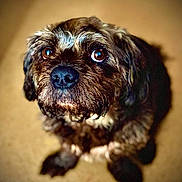 Marley participe au concours pour gagner de l'argent avec cette photo : dog, puppy, small_dog, scruffy_fur, brown_fur, black_fur, portrait, close_up, facial_expression, big_eyes, shiny_eyes, nose, paws, lying_down, indoor, carpet, warm_lighting, blurred_background, pet, cute