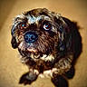 dog, puppy, small_dog, scruffy_fur, brown_fur, black_fur, portrait, close_up, facial_expression, big_eyes, shiny_eyes, nose, paws, lying_down, indoor, carpet, warm_lighting, blurred_background, pet, cute