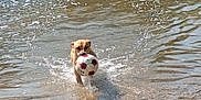 Haïko participe au concours pour gagner de l'argent avec cette photo : active, animal, brown_dog, daylight, dog, fetch, fun, happy, nature, outdoor, pet, playing, river, running, shore, soccer_ball, splash, summer, water, wet