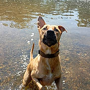 Haïko participe au concours pour gagner de l'argent avec cette photo : animal, collar, curious_expression, daytime, dog, ears_up, mammal, nature, outdoor, pet, playful, reflection, river, rocks, shallow_water, summer, sunlight, tail, water, wet_fur