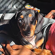 Dash joined the competition — help win amazing prizes! adorable, animal, black_fur, close_up, cuddling, cute, dog, face, hand, heterochromia, indoor, paw, person, pet, puppy, relaxing, shadow, sunlight, tan_fur, young_dog