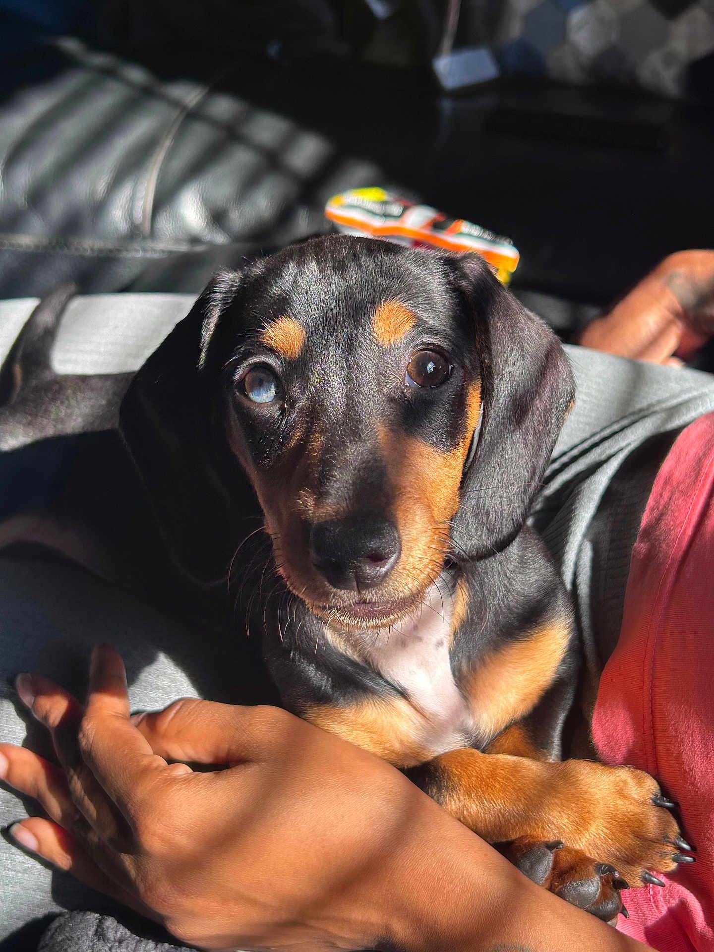 Dash joined the competition — help win amazing prizes! adorable, animal, black_fur, close_up, cuddling, cute, dog, face, hand, heterochromia, indoor, paw, person, pet, puppy, relaxing, shadow, sunlight, tan_fur, young_dog